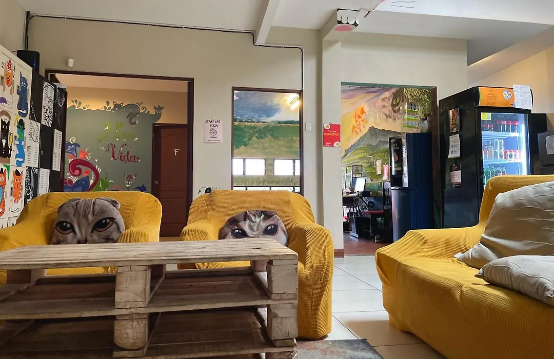 Stray Cat Hostel-1